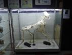 Custom school display case with skeleton by Showfront at St Columbas